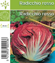 [1115] Radicchio rosso per tray (8x6)