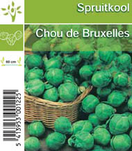 [1144] Chou de Bruxelles tray (8x6)