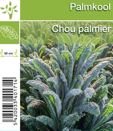 [1138] Chou palmier