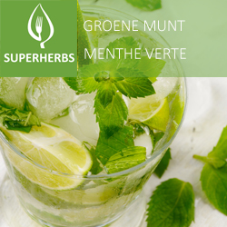 [9460] Menthe verte pot 14